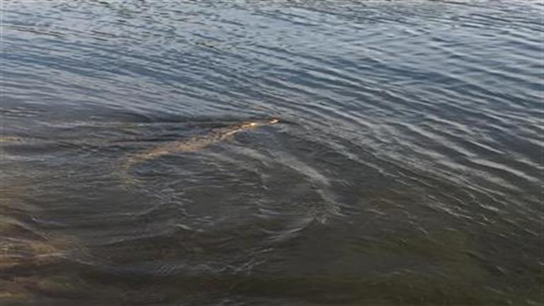فيديو لظهور تمساح في نيل الأقصر وتحذير من النزول أو الجلوس قرب المياه.. ما القصة؟