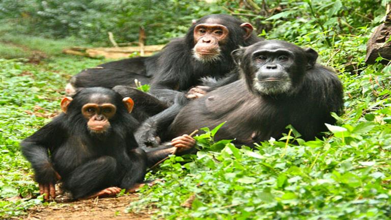 مفاجأة مذهلة.. قرود الشمبانزي البرية خبيرة في طب الأعشاب