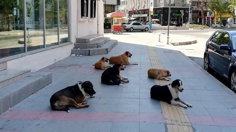 احتجاجات في تركيا ضد قانون مقترح للسيطرة على الكلاب الضالة