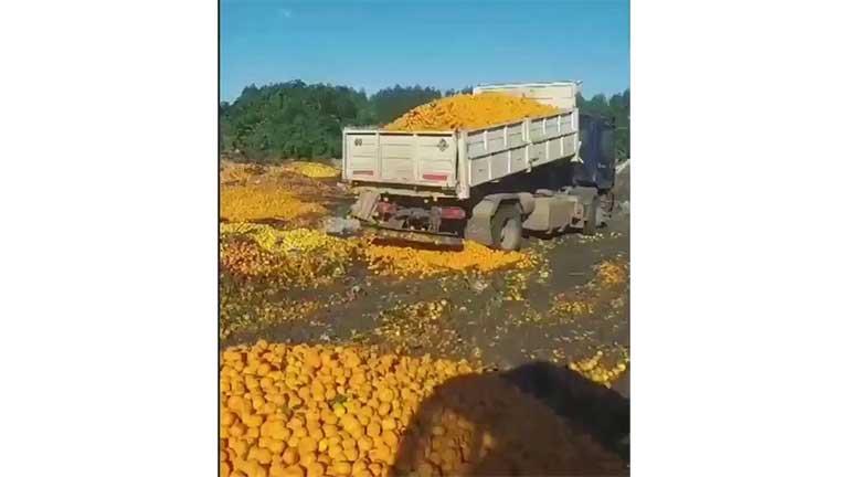 فيديو.. مزارعون أرجنتينيون يتخلصون من أطنان البرتقال بسبب الأزمة الاقتصادية