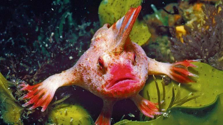 5 صور لأغرب سمكة في العالم.. لديها يدان تشبهان البشر