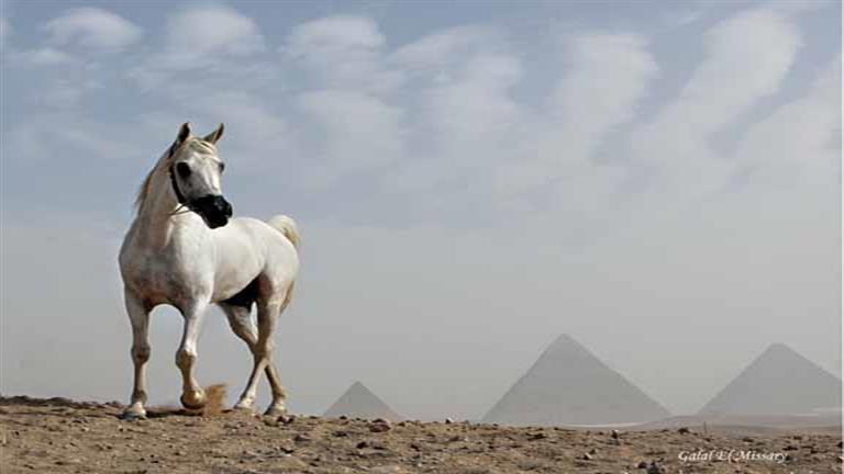 جلال المسري يكتب: 9 نصائح لتصوير الحصان العربي