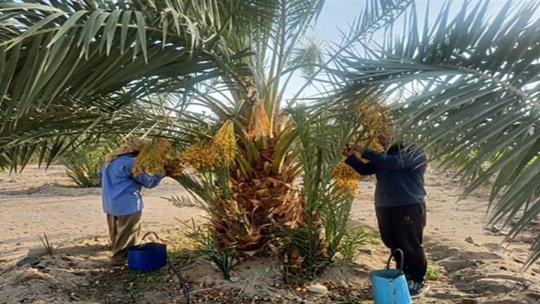 الطعم سكري والقوام هش واللون كهرماني.. البلح البارحي في جنوب سيناء حاجة تانية - صور