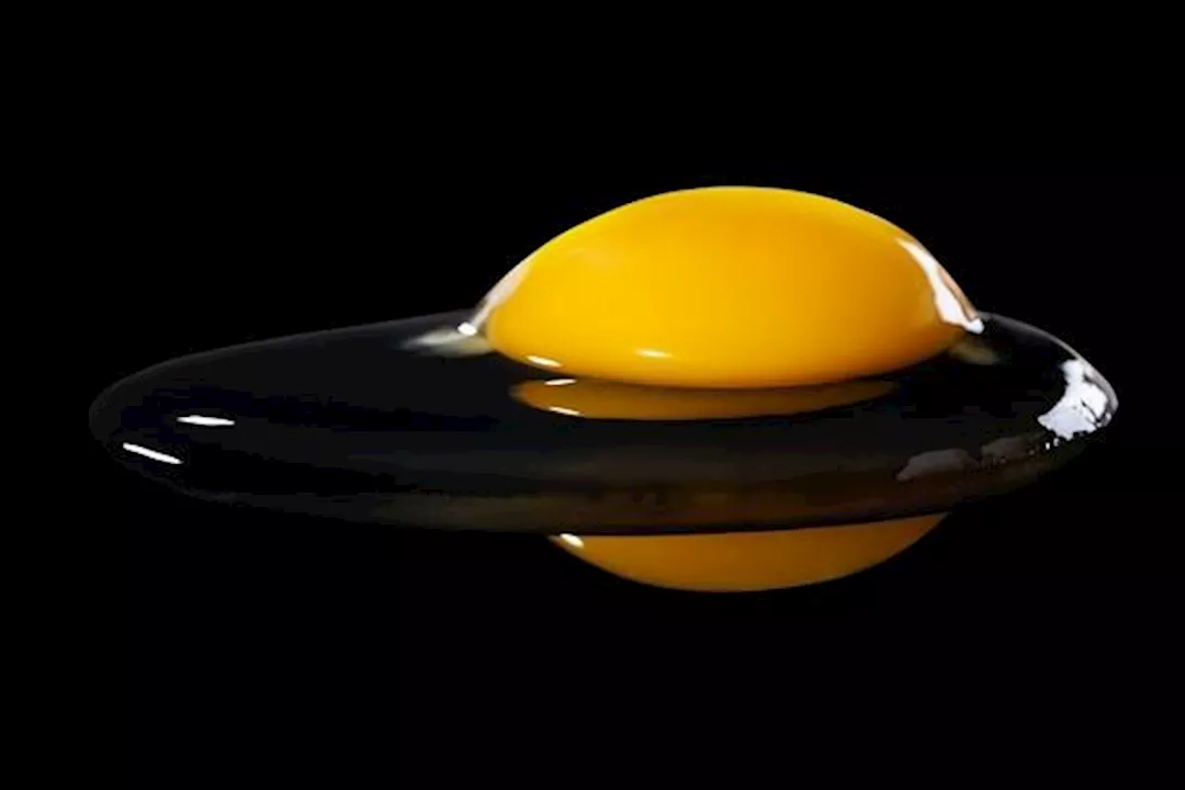 صفار البيض
