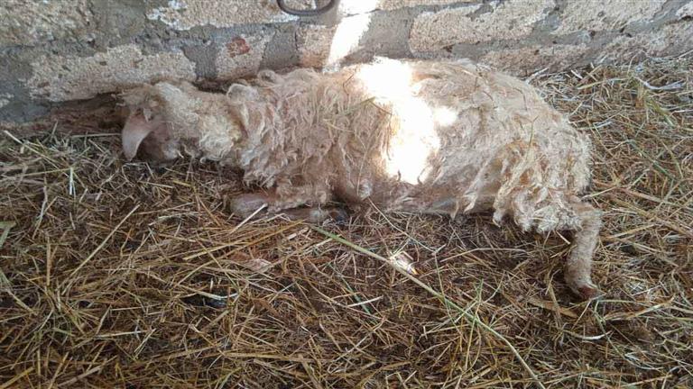 بعد أزمة المطار.. الكلاب الضالة تقتل وتصيب 10 رؤوس ماشية بالوادي الجديد (صور)