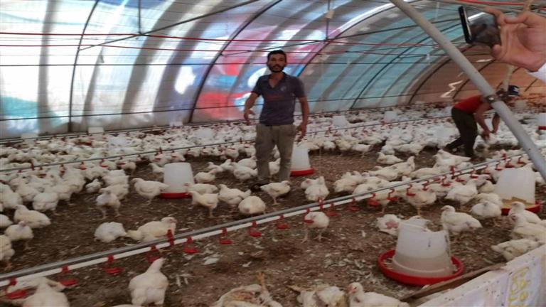 نفوق 5 آلاف دجاجة بسبب قطع الكهرباء عن 50 مزرعة في طور سيناء