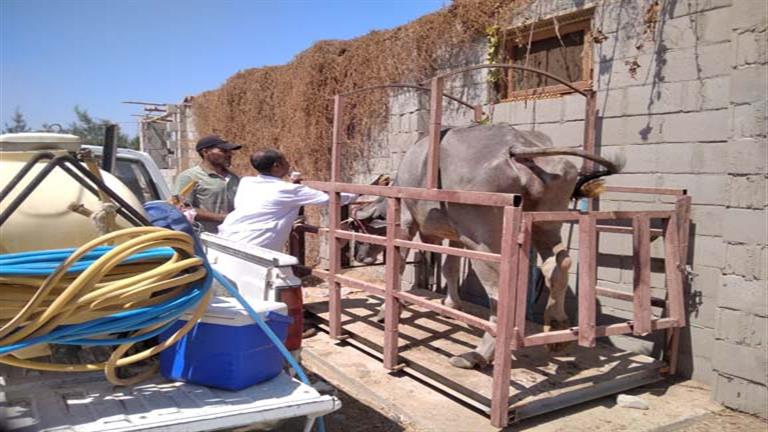 احتفالًا بعيد الفلاح.. قوافل بيطرية بجنوب سيناء للكشف على الحيوانات والطيور