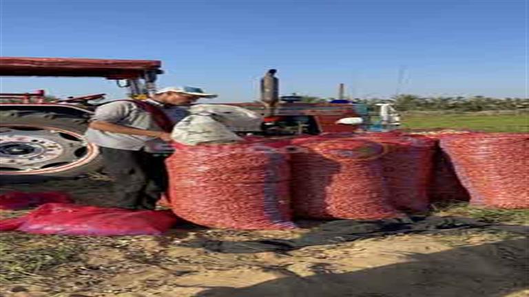 موسم الرزق.. فرحة المزارعين بحصاد الفول السوداني في الإسماعيلية