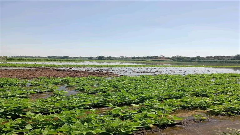 السبب ارتفاع منسوب المياه بأراضي طرح النهر.. غمر 900 فدان محاصيل زراعية بالمنوفية -صور