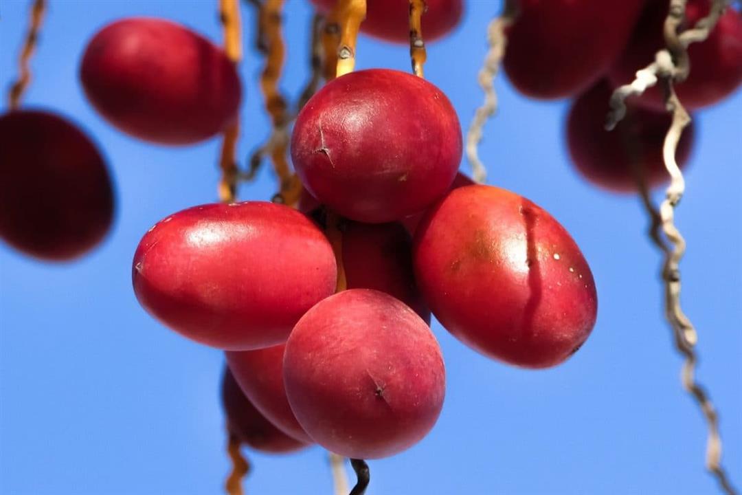 البلح الأحمر