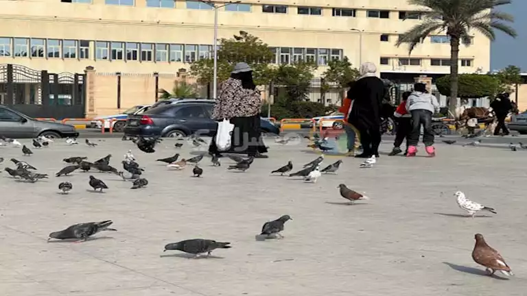 أطفال يلهون مع أسراب الحمام.. أجواء مبهجة بميدان الشهداء في