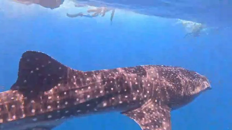 ظهور حوت “البهلول” على شاطئ خان يونس في غزة.. فيديو