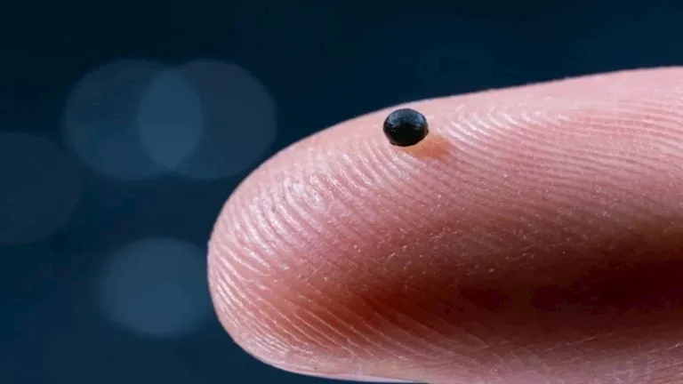 يتنقل داخل الأوردة والشرايين.. روبوت بحجم “حبة رمل” يستطيع السباحة داخ