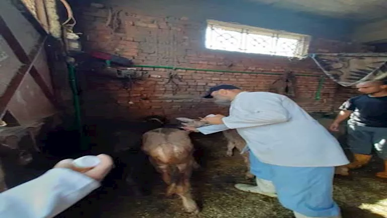 بالصور- تحصين 230 ألف رأس ماشية ضد الحمى القلاعية في الدقهلية