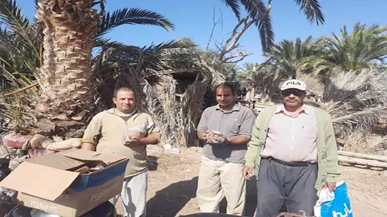 زراعة جنوب سيناء تطلق حملات لمكافحة القوارض -صور