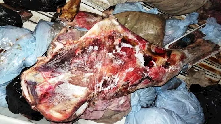 بالصور- ضبط لحوم فاسدة وتحرير 6 محاضر مخالفة فى حملة لبيطري أسوان
