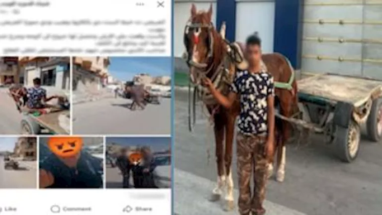 عربة كارو تصدم أجنبية في العريش والشرطة تتحرك