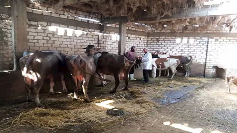 هل يصاب الإنسان المخالط للمواشي بالحمى القلاعية؟.. بيطري يوضح