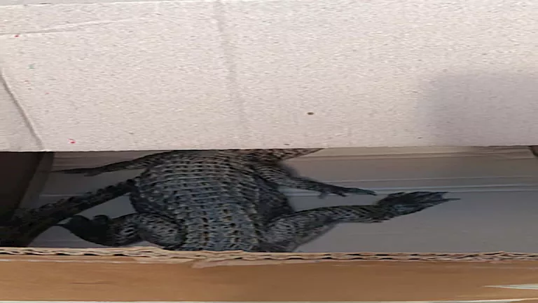 البيئة تكشف حجم وعمر “تمساح الشرقية”.. تفاصيل اصطياده