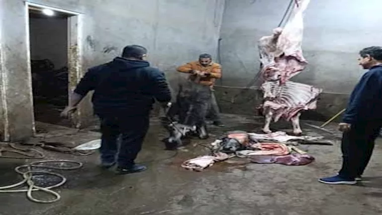 المنوفية تحبط ترويج 1.8 طن لحوم مصابة بـ”الالتهاب التاموري” (صور)