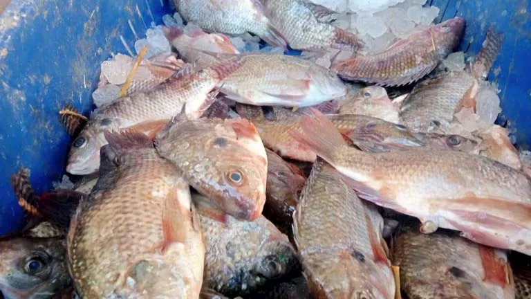 بأسعار مخفضة.. أسماك بحيرات المفيض تصل لمواطني الوادي الجديد (صور) بأسعار مخفضة.. أسماك بحيرات المفيض تصل لمواطني الوادي الجديد (صور)