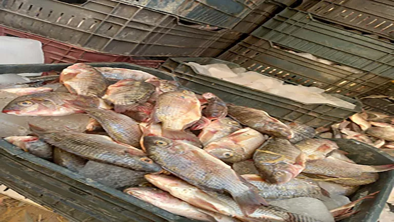 طرح أسماك بأسعار مخفضة في الوادي الجديد