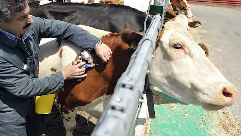 “الزراعة”: تحصين أكثر من 500 ألف رأس ماشية في أول أسبوع لحملة “الحمى ا