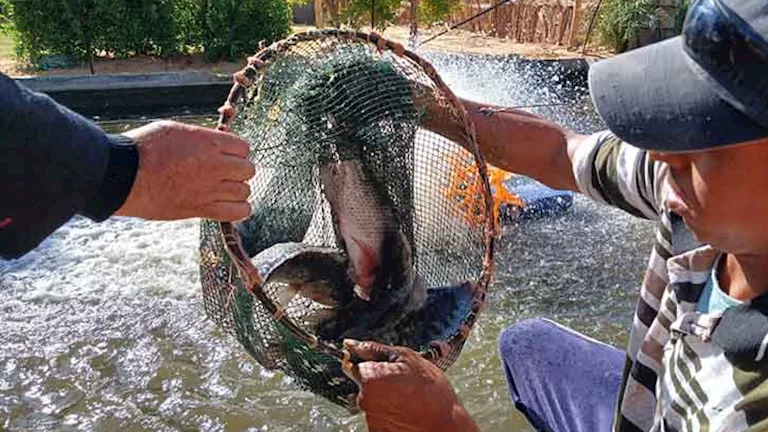بالصور- طرح أسماك مشروعات “الاستزراع السمكي” بالوادي الجديد