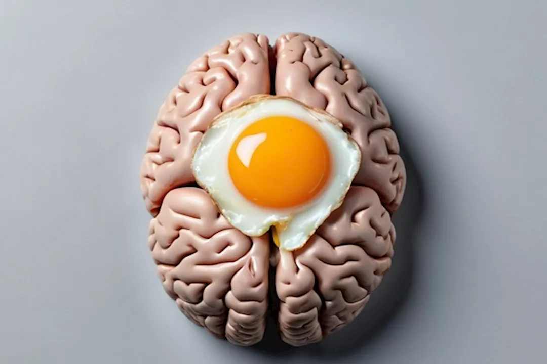 صفار البيض للدماغ
