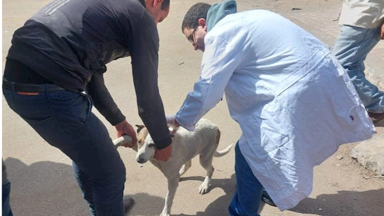 مصر – محافظ الجيزة: علاج وتطعيم الكلاب الضالة قبل إعادتها للشارع