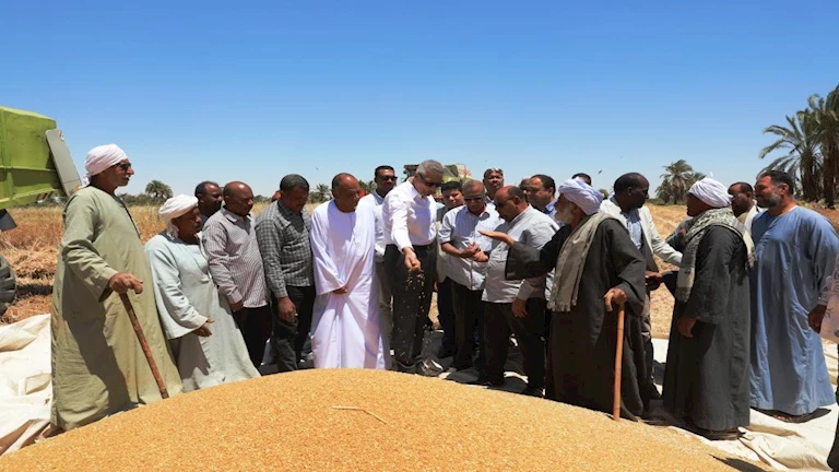 محافظ أسوان: بدء موسم حصاد القمح بمشروع وادى النقرة