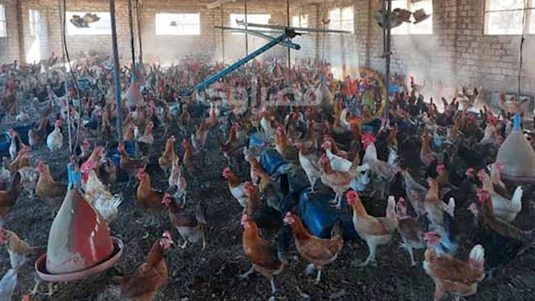 ارتفاع أسعار الفراخ اليوم الخميس 13-11-2025 بالأسواق (موقع رسمي)