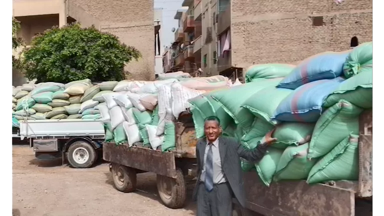 توريد 408 آلاف طن قمح بصوامع المنيا منذ بدء موسم 2025