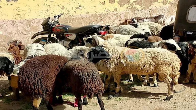 تخطت الزيادة 200%.. قفزة أسعار الأضاحي خلال 8 سنوات
