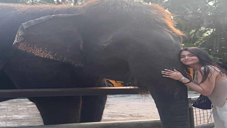 مع "فيل".. أسماء جلال تنشر صورا من رحلة ترفيهية وعمرو وهبة يعلق 