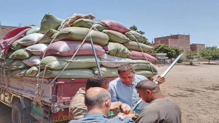 وزير الزراعة: توريد 4 ملايين طن قمح منذ بداية الموسم