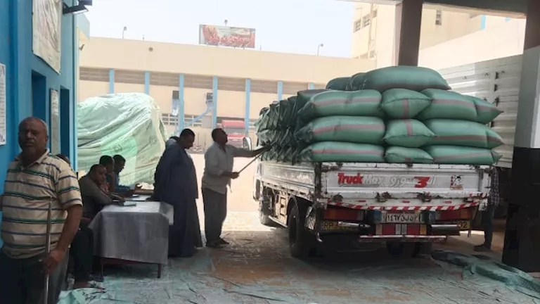 ارتفاع كميات القمح الموردة لصوامع المنيا إلى 509 آلاف طن