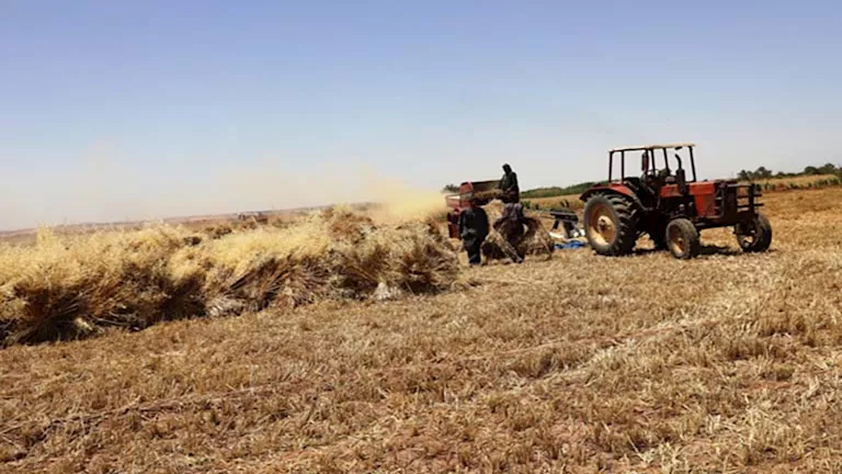 باحث: مخلفات القمح ثروات غذائية وصناعية لا تُحرق
