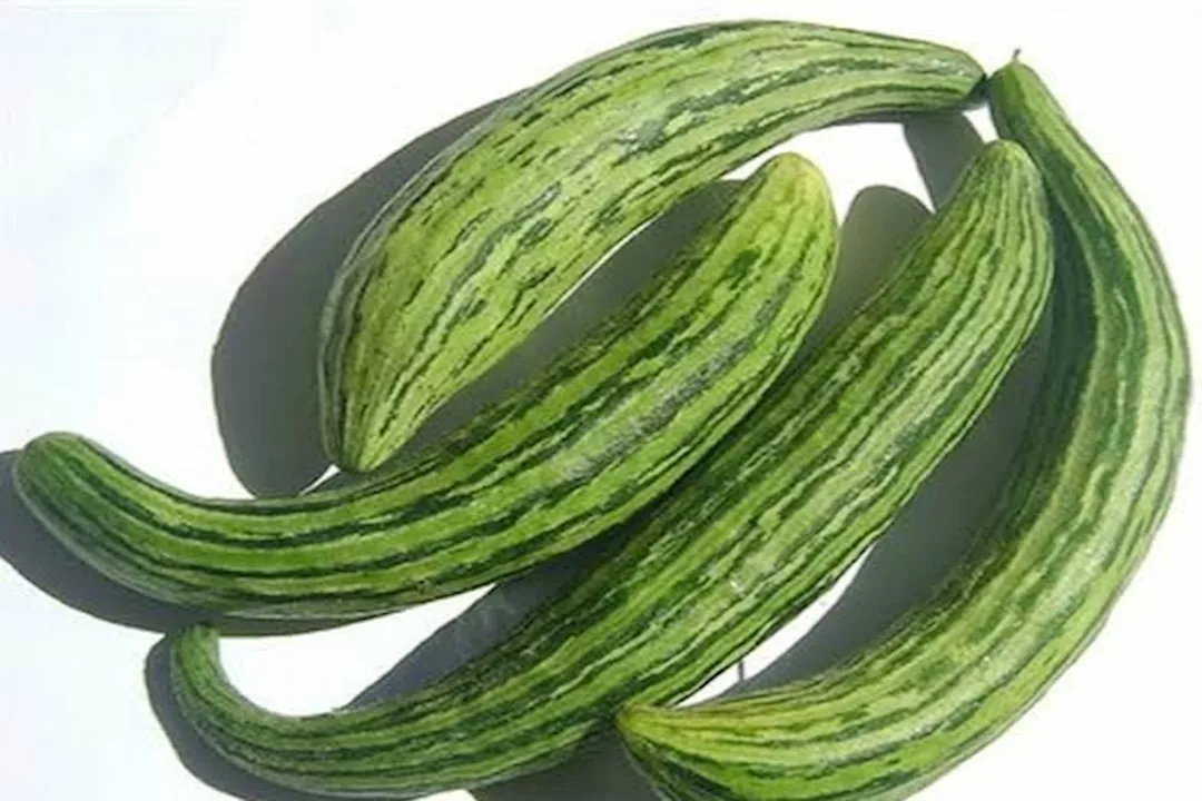 القتة