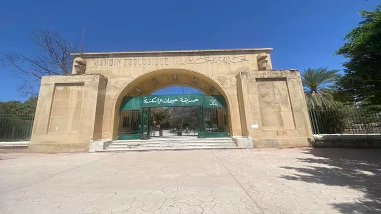 ظهور 4 قرود في مقابر العامود بكرموز.. وحديقة حيوان الإسكندرية تعلق