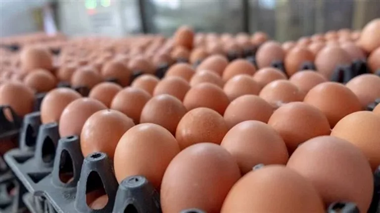 شعبة الدواجن: ارتفاع أسعار البيض غير مبرر وسط استقرار الأعلاف والإنتاج