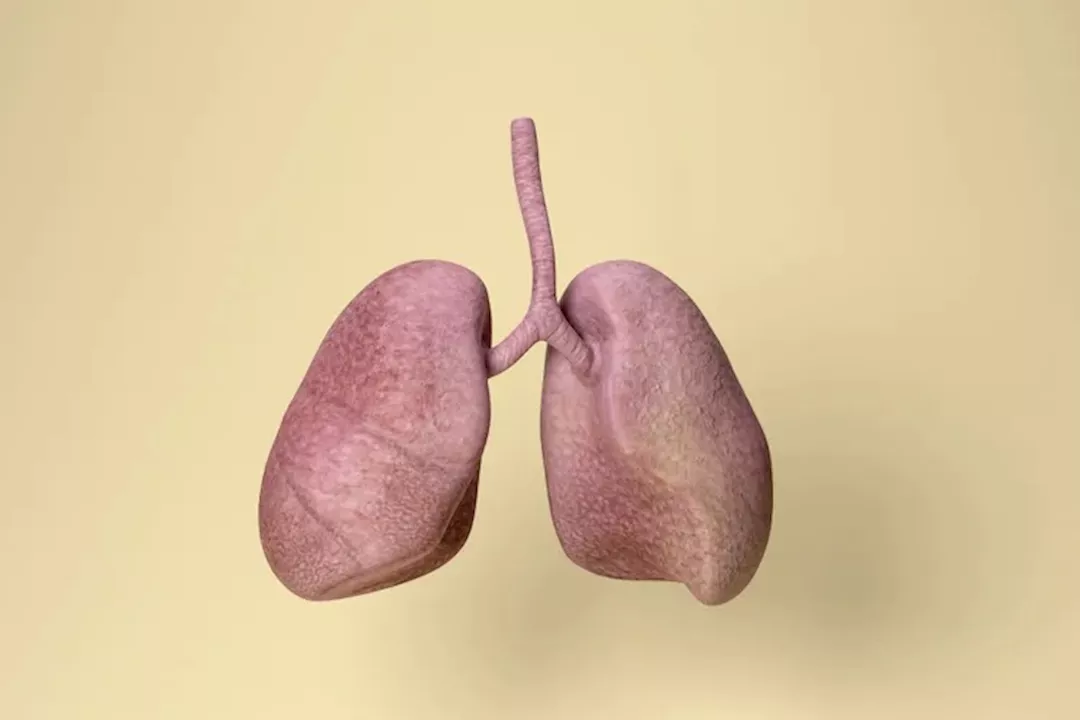 الرئة