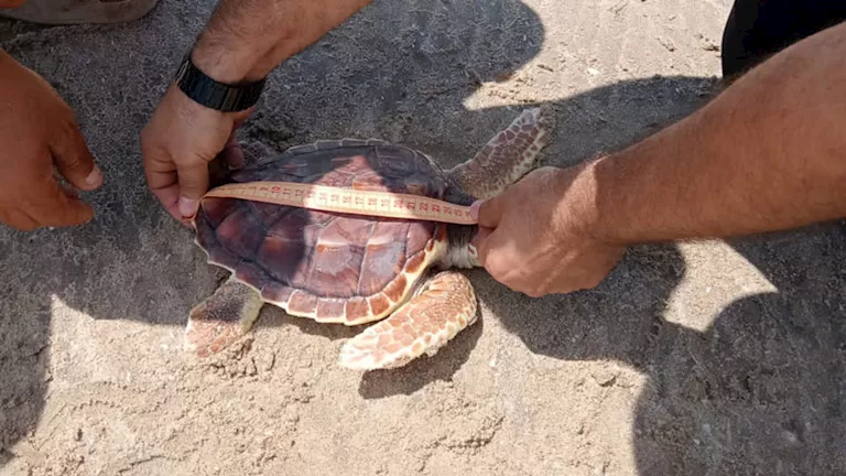البيئة تُعيد إطلاق سلحفاة بحرية إلى بيئتها الطبيعية بمحمية أشتوم الجمي