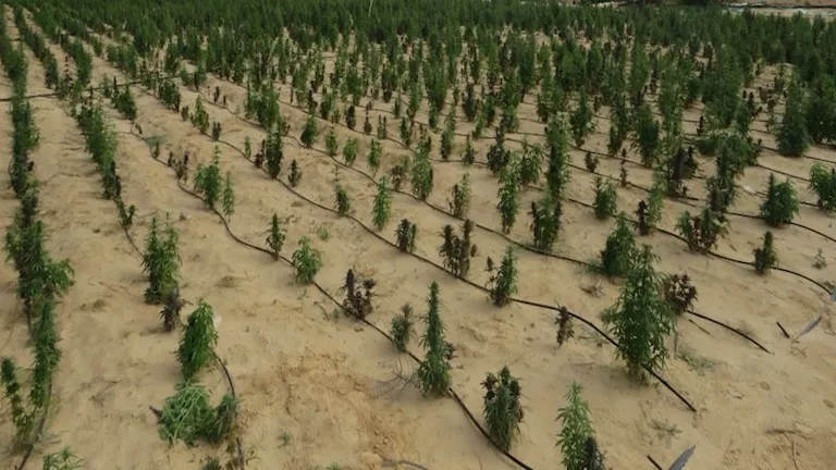 بـ مليار و600 مليون جنيه.. سقوط تشكيل عصابي زرع 3.5 فدان بـ"الهيدرو" في الإسماعيلية