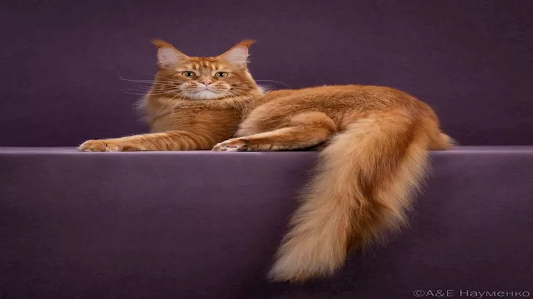 ما قصة أفضل قطة في العالم لعام 2025؟ (صور) 