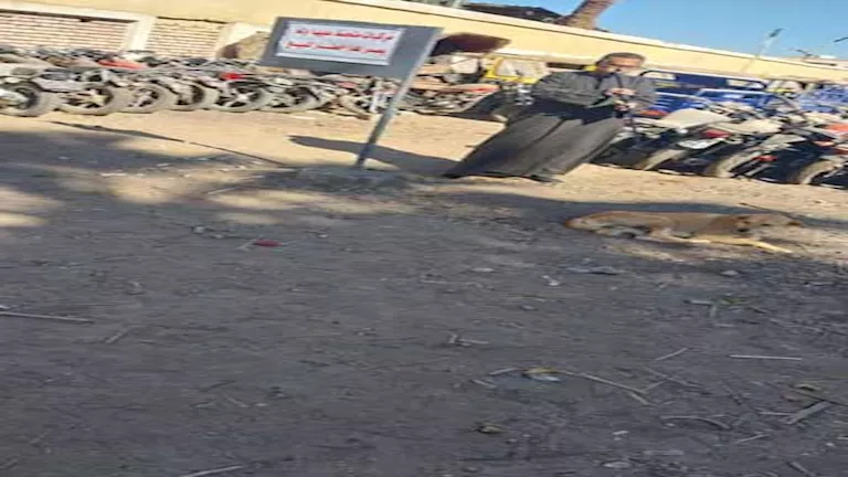 بيطري قنا يطلق حملة لتحصين الكلاب الضالة بمركز قوص (صور)