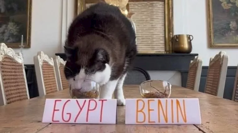 قبل صدام اليوم.. ماذا توقع القط نيمبوس لمباراة مصر وبنين؟ 