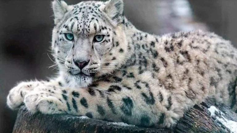 10 صور لـ أروع الحيوانات حول العالم- كائنات تفوق الخيال 