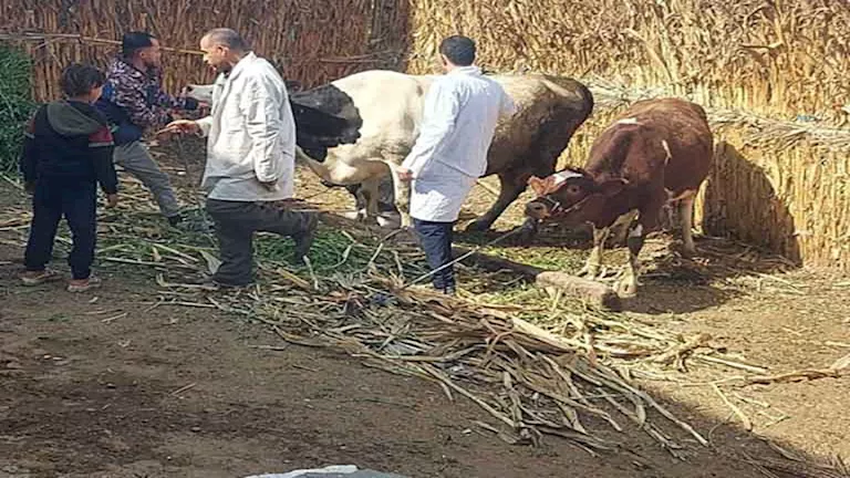 محافظ المنيا: تحصين 63 ألفًا و977 رأس ماشية ضد الأمراض الوبائية
