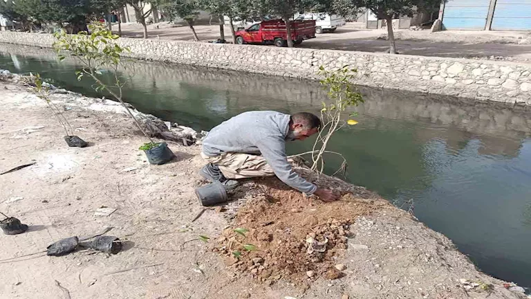 البحيرة تتجمل بالأخضر.. زراعة 10 آلاف شجرة جديدة ضمن المبادرة الرئاسية